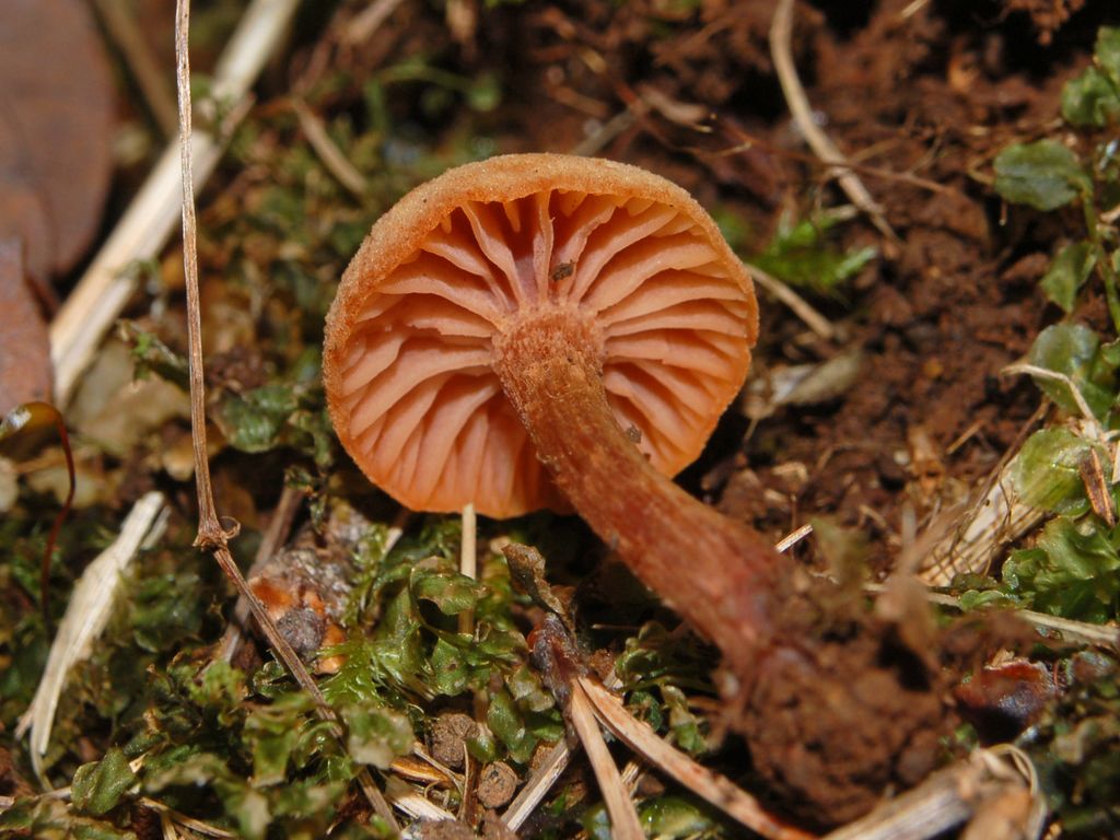 Dei piccoli funghi (Laccaria sp.)